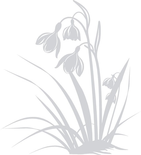 Snowdrop flowers etch - snowdrop, etched