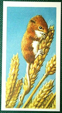 HARVEST MOUSE  Vintage 1958