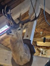 IMPRESSIVE ANTIQUE TAXIDERMY ROE DEER STAGS HEAD ON OAK MOUNT PLAQUE