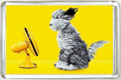 Dog fridge magnet - dog,