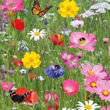 🌸 100% Wild Flower  Seeds