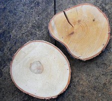 Wooden Log Slice Birch Wood