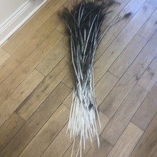 Real Peacock Feathers