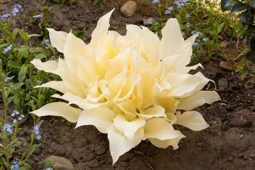 Hosta white feather - 'white, feather'