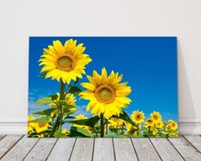 Sunflower field vibrant blue