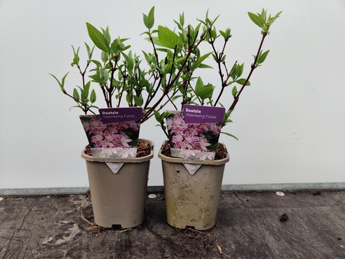 Deuzia strawberry - deuzia, 'strawberry