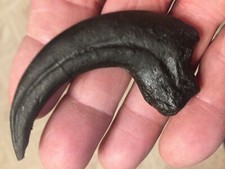 RAPTOR CLAW DINOSAUR FOSSIL