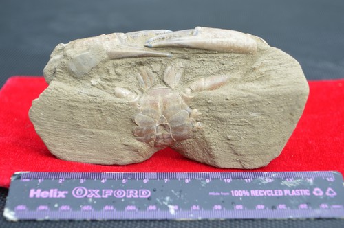 Rare fossil crab - fossil,