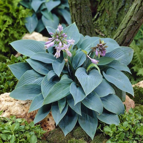 Hosta halcyon plantain lily - halcyon,