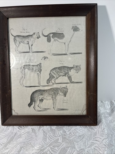 1783 original print bull - 1783,