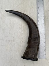 Water Buffalo On Horn Base