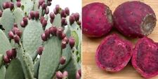 Opuntia Streptacantha 'Zacatecas Purple | 10+ seeds | Giant Purple Prickly Pear