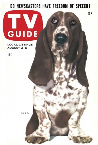 Cleo the basset hound - the,