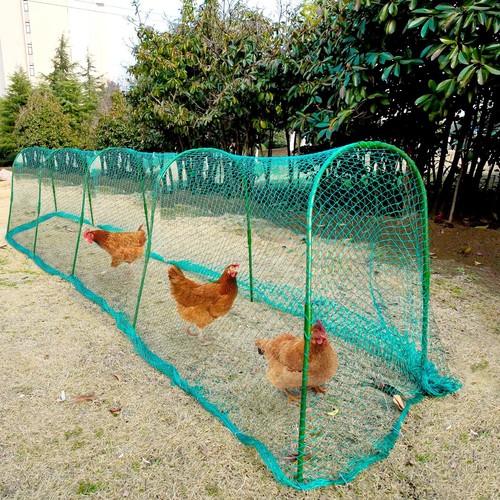 Chicken tunnel coop - chicken,