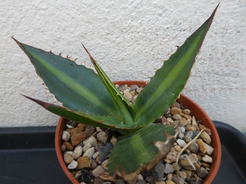 Agave lopantha shown 10cm - agave, lopantha,