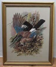 JAY Among Oak Leaves - Vintage Framed Bird Ornithological Print after Basil Ede