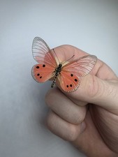 Acraea Dammii A- Set Specimen