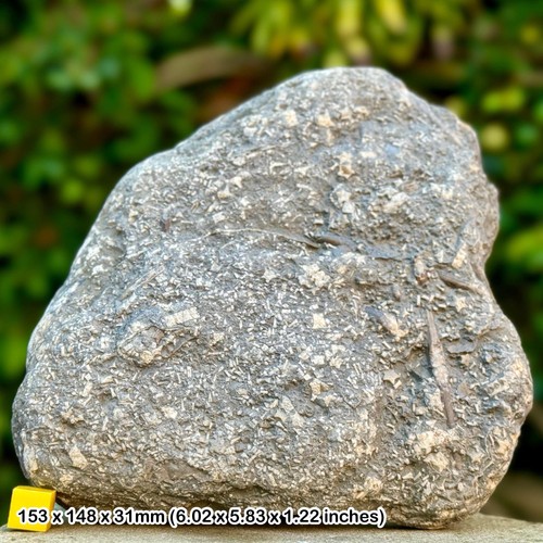 Rare crinoid star slab sea - rare,