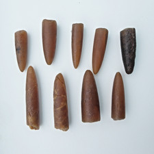 Fossil Belemnites, Jurassic