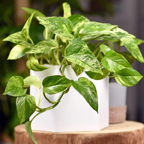 Epipremnum aureum hanging - epipremnum, |