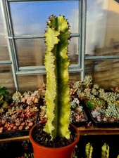 Euphorbia Ingens Variegated | LARGE Cowboy Cactus succulent plant 60cm