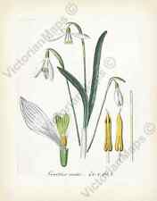 Snowdrops Galanthus nivalis