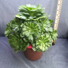 Aeonium  Maybach cluster 20