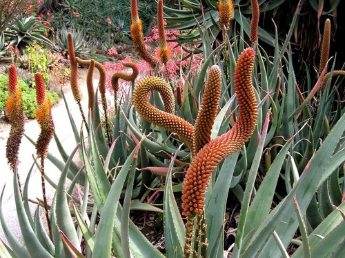 Aloe castanea rare cats - castanea,