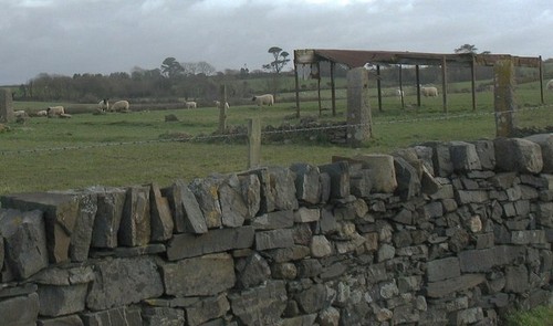 Photo 6x4 sheep - 6x4, shelter