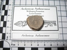 Permian Fossil Archeria Anthracosaur large vertebra Wellington Fm Oklahoma #1