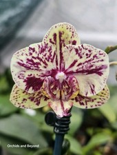 Phalaenopsis Render Elements