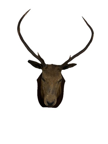 Antique taxidermy stag head - taxidermy,
