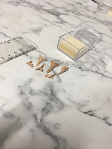 Shark teeth genuine bone jaws