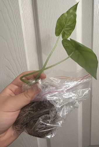 Alocasia gageana aurea - gageana,