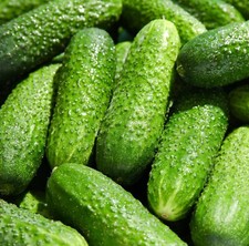 Gherkin F1 Adam Pickling Gherkin Cucumber - 20x Seeds - Vegetable