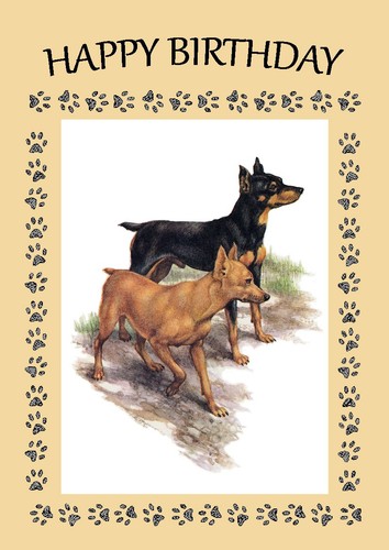 Miniature pinscher dog - miniature,