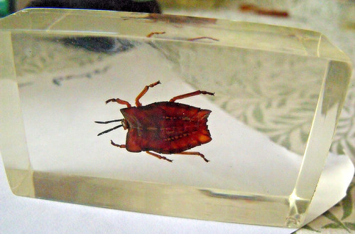 Taxidermy bugs insect clear - /,
