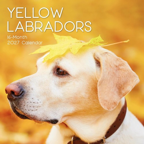 Yellow labrador dog - yellow,