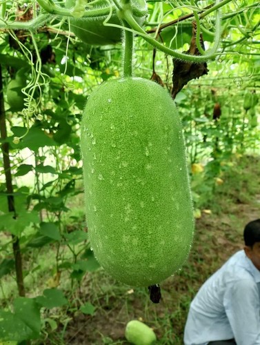Ash gourd seeds - ash,