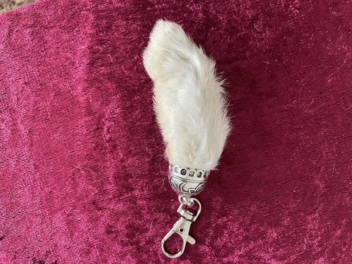 One lucky rabbits - lucky, with