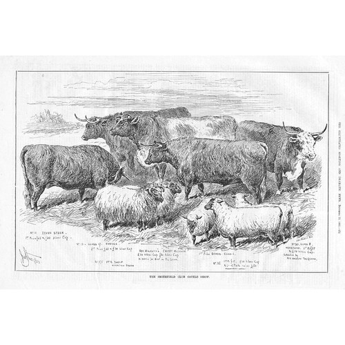 The smithfield cattle club - the,