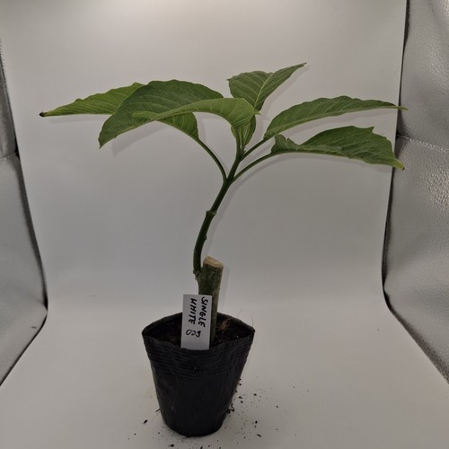 Brugmansia single white rooted - brugmansia,