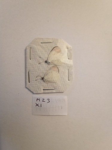 Colotis evanthe from - 2,