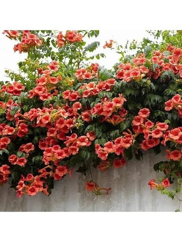 Trumpet vine creeper - trumpet, vine,trumpet