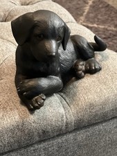 The Bread Puppy Collection