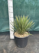 Yucca filifera litre - 12, 60cm