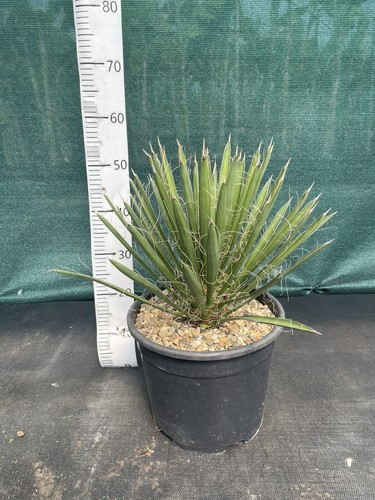 Yucca filifera litre 60cm - yucca,