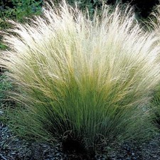 Mexican Feather Grass / Stipa