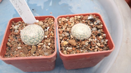 Mammillaria lenta one plant - mammillaria,