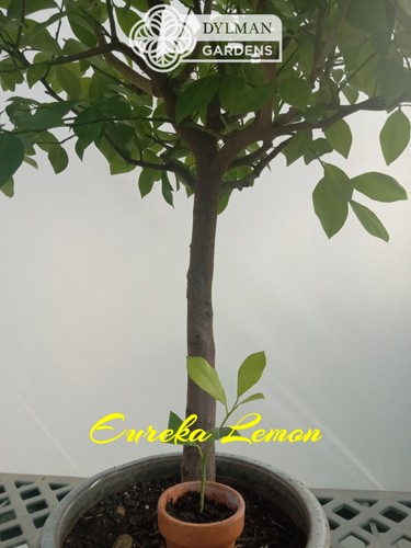 Eureka lemon tree citrus - lemon, (citrus
